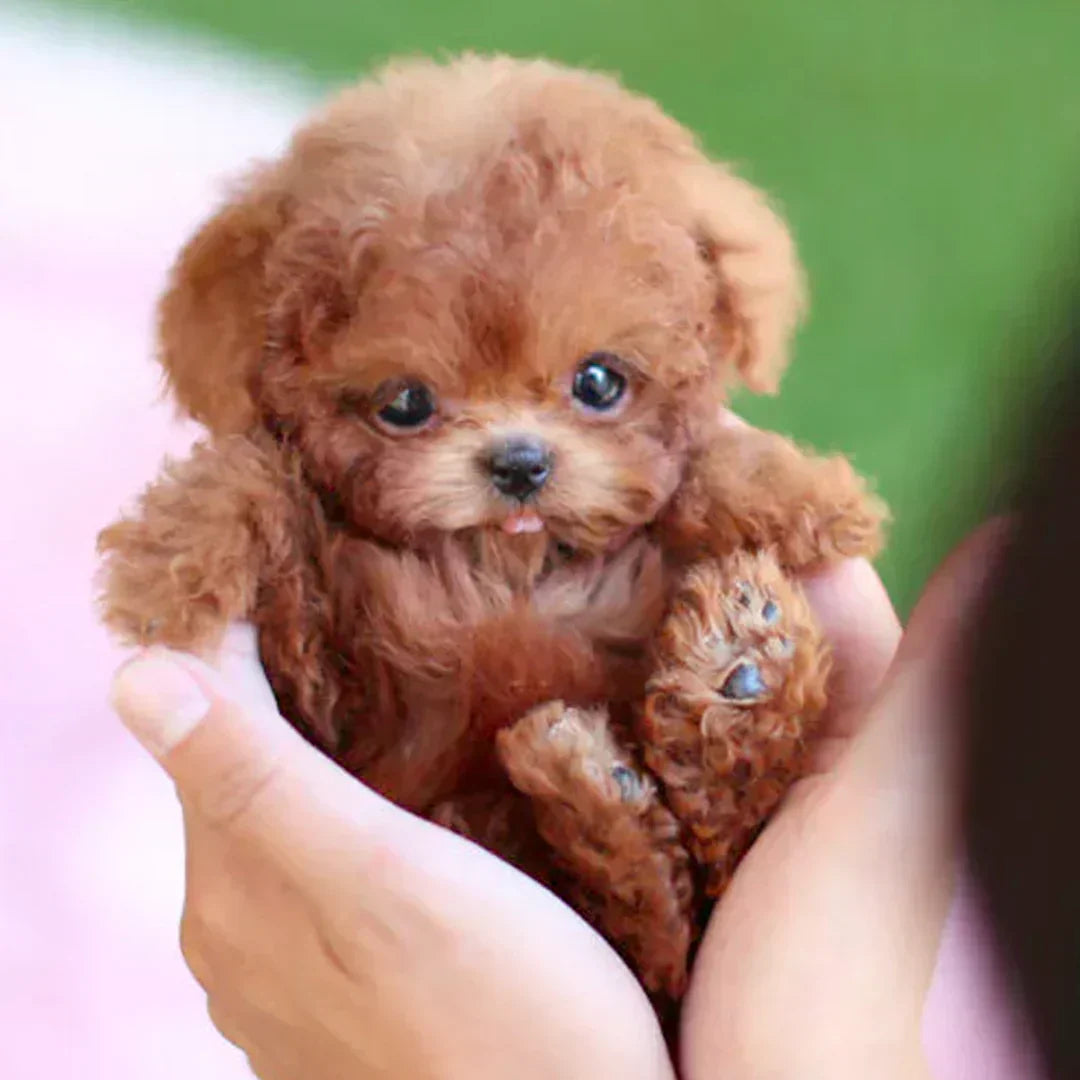 Final 3 hours: 60% off🐶🌭Nicco - My Realistic Robot Puppy
